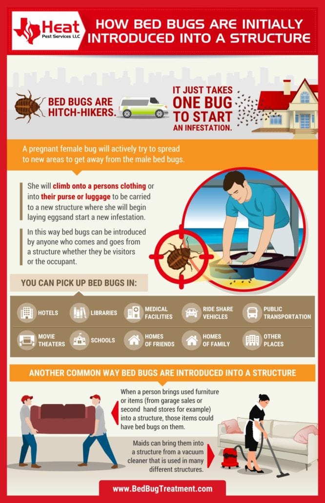 infographic about how you get bed bugs by heat pest services Austin bed bug treatment